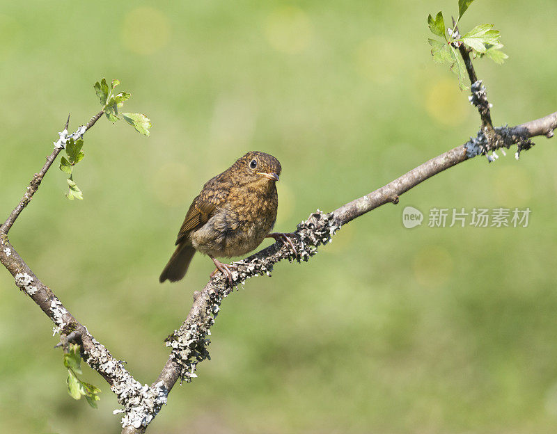 欧洲知更鸟小鸡。Erithacus rubecula